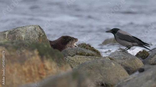 Eurasian otter (Lutra lutra) eating fish, Hooded Crow watching.