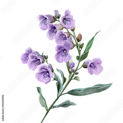 watercolor of Angelonia Branch, vector high quality, isolated on a white background.