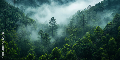 霧が漂う朝の山林｜静けさと癒しを感じる風景写真