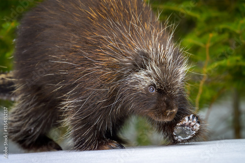 North American Porcupine close-up