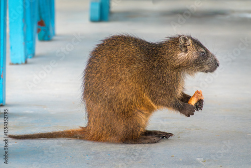 Bilde på lerret Cuban Ground Hutia eating discarded food