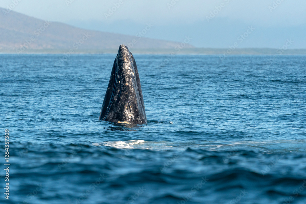 Fototapeta premium grey whale spy hopping mexico bahia magdalena san ignacio lagoon
