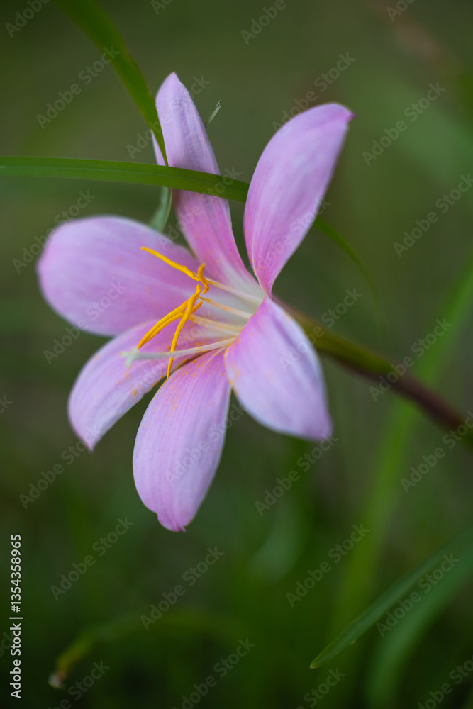 A delicate Rosepink zephyr lily with vibrant yellow stamens stands out against green bokeh backdrop. Soft petals and gentle lighting create a peaceful natural atmosphere showcasing its serene beauty. A delicate Rosepink zephyr lily with vibrant yellow stamens stands out against green bokeh backdrop. Soft petals and gentle lighting create a peaceful natural atmosphere showcasing its serene beauty.