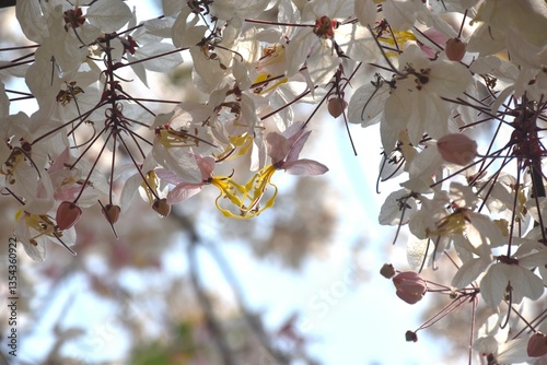 pink shower flower or wishing tree tropical plant blooming in garden photo