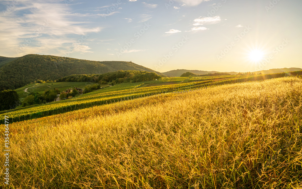 Obraz premium Dernau, Ahr, Rhineland-Palatinate, Germany