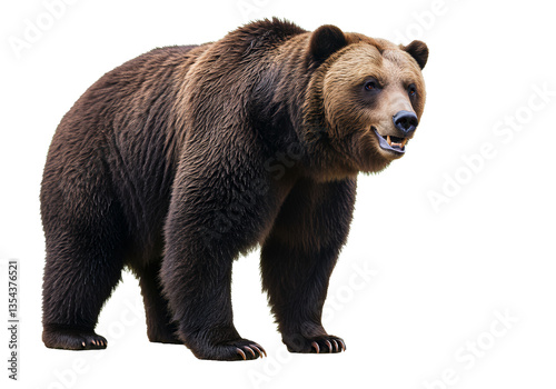 Wallpaper Mural Brown bear standing alone on a white background Torontodigital.ca