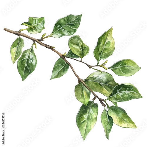Balsam Branch, watercolor illustration vector, high quality, isolated on a white background.