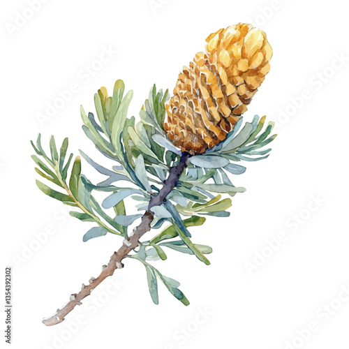 Banksia Branch, watercolor painting vector, high quality, isolated on a white background.