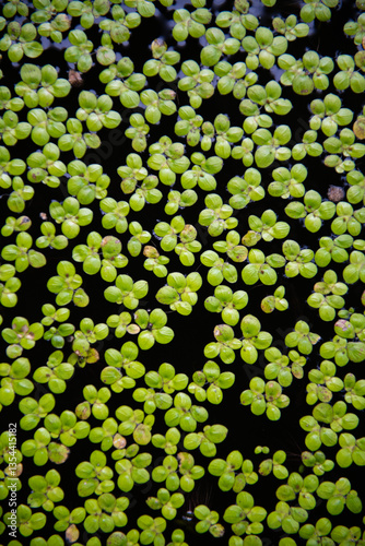 Lush green water plants create vibrant pattern on dark surface, evoking tranquility