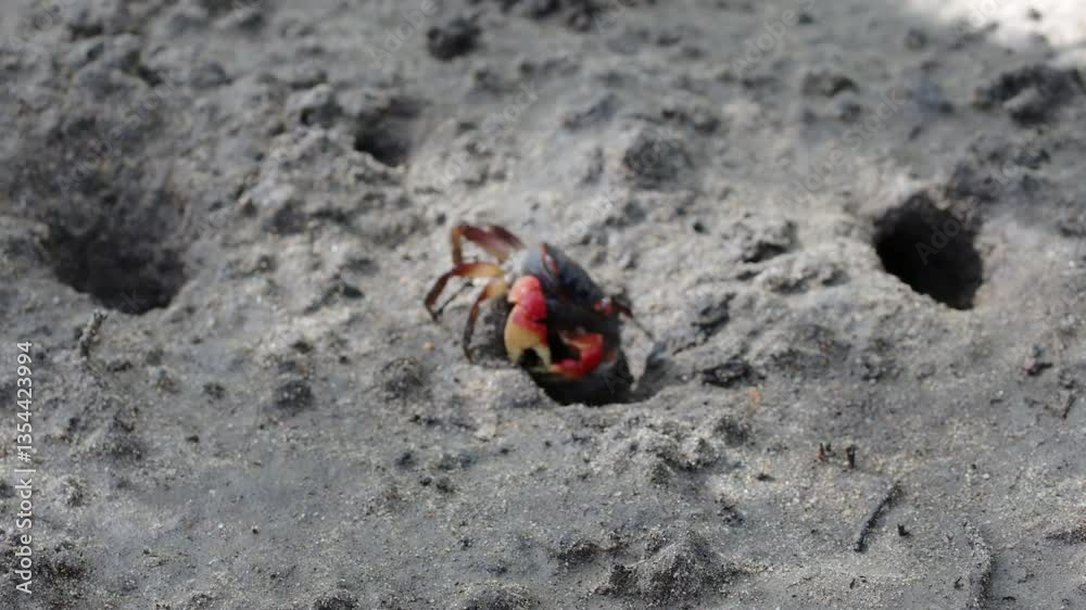 A Red-clawed crab collecting a yellow Black Mangrove leaf A Red-clawed crab collecting a yellow Black Mangrove leaf