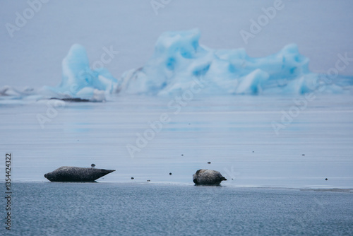Seals resting on Icelandic ice floes, surrounded by the pristine Arctic landscape. A peaceful wildlife scene in the cold northern waters. Perfect for nature, wildlife, and travel themes.