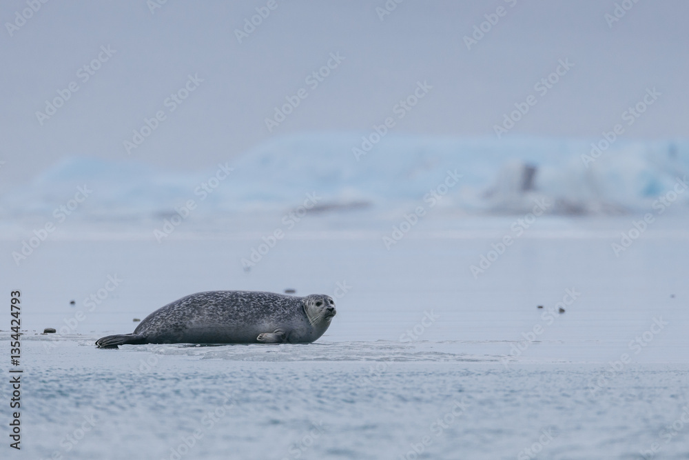 Seals resting on Icelandic ice floes, surrounded by the pristine Arctic landscape. A peaceful wildlife scene in the cold northern waters. Perfect for nature, wildlife, and travel themes.