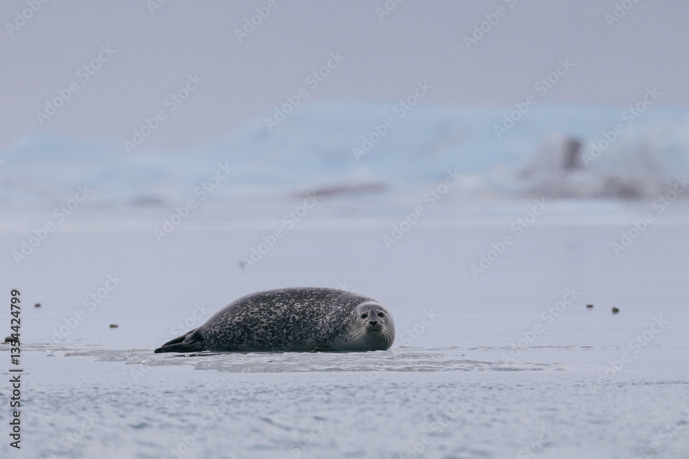 Obraz premium Seals resting on Icelandic ice floes, surrounded by the pristine Arctic landscape. A peaceful wildlife scene in the cold northern waters. Perfect for nature, wildlife, and travel themes.