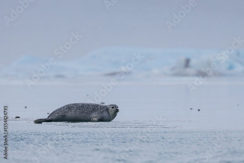 Obraz na płótnie Seals resting on Icelandic ice floes, surrounded by the pristine Arctic landscape. A peaceful wildlife scene in the cold northern waters. Perfect for nature, wildlife, and travel themes. w salonie