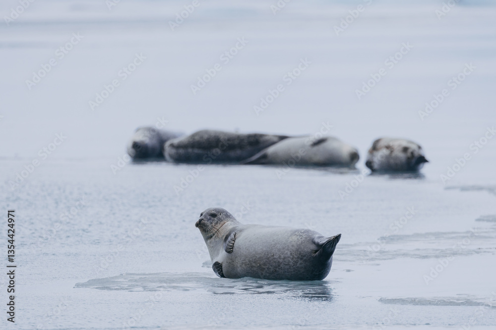 Seals resting on Icelandic ice floes, surrounded by the pristine Arctic landscape. A peaceful wildlife scene in the cold northern waters. Perfect for nature, wildlife, and travel themes.