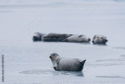 Obraz na płótnie Seals resting on Icelandic ice floes, surrounded by the pristine Arctic landscape. A peaceful wildlife scene in the cold northern waters. Perfect for nature, wildlife, and travel themes. w salonie