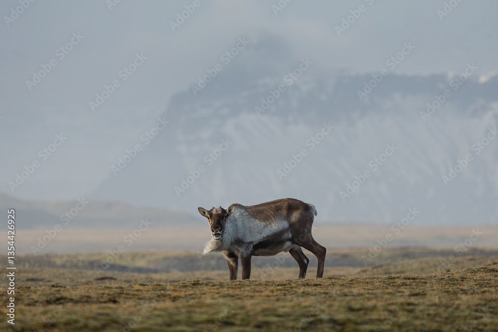 Reindeer against the stunning Icelandic landscape, captured in beautiful light. Their silhouettes contrast with the rugged terrain, creating a wild and serene scene.