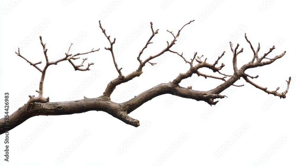 Bare Tree Branch Isolated on White