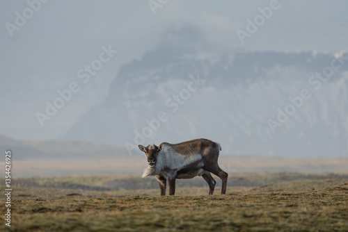 Obraz na płótnie Reindeer against the stunning Icelandic landscape, captured in beautiful light. Their silhouettes contrast with the rugged terrain, creating a wild and serene scene. w salonie