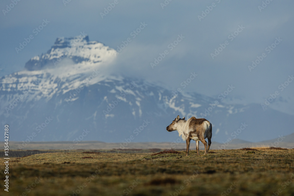 Reindeer against the stunning Icelandic landscape, captured in beautiful light. Their silhouettes contrast with the rugged terrain, creating a wild and serene scene.