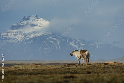 Obraz na płótnie Reindeer against the stunning Icelandic landscape, captured in beautiful light. Their silhouettes contrast with the rugged terrain, creating a wild and serene scene. w salonie