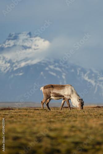 Reindeer against the stunning Icelandic landscape, captured in beautiful light. Their silhouettes contrast with the rugged terrain, creating a wild and serene scene.