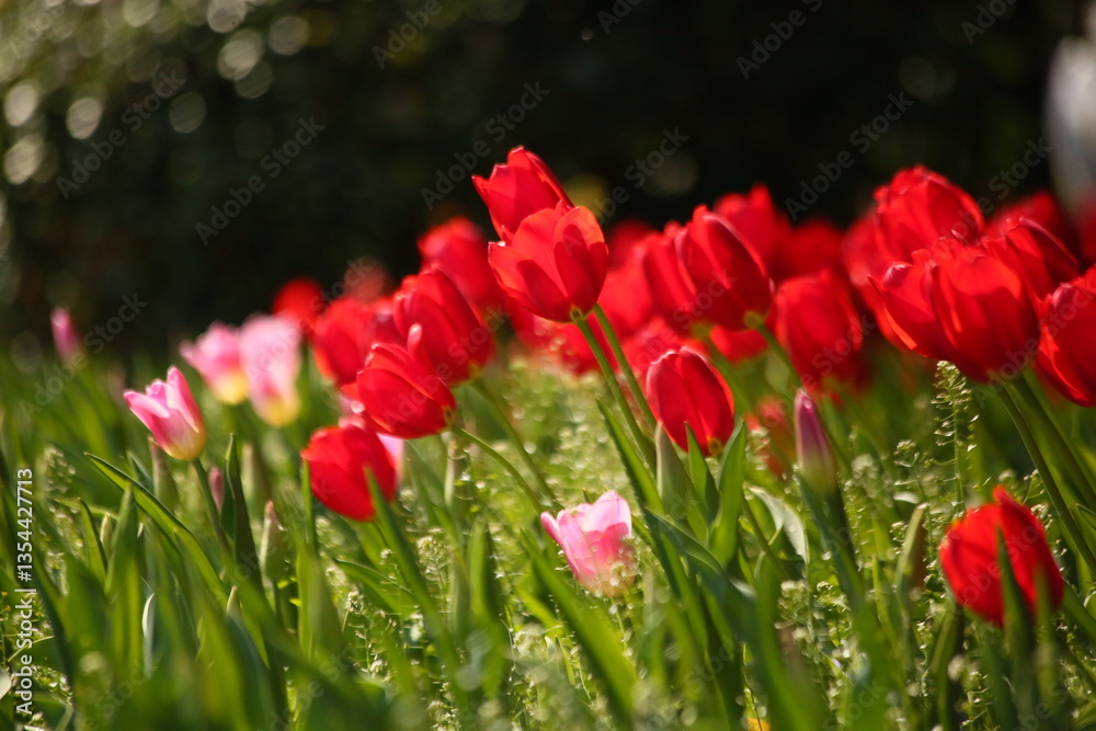 Obraz premium A collection of variously colored tulips in a well-lit setting, offering charming and diverse colors that can serve as design background material, with the language of flowers subtly conveyed.