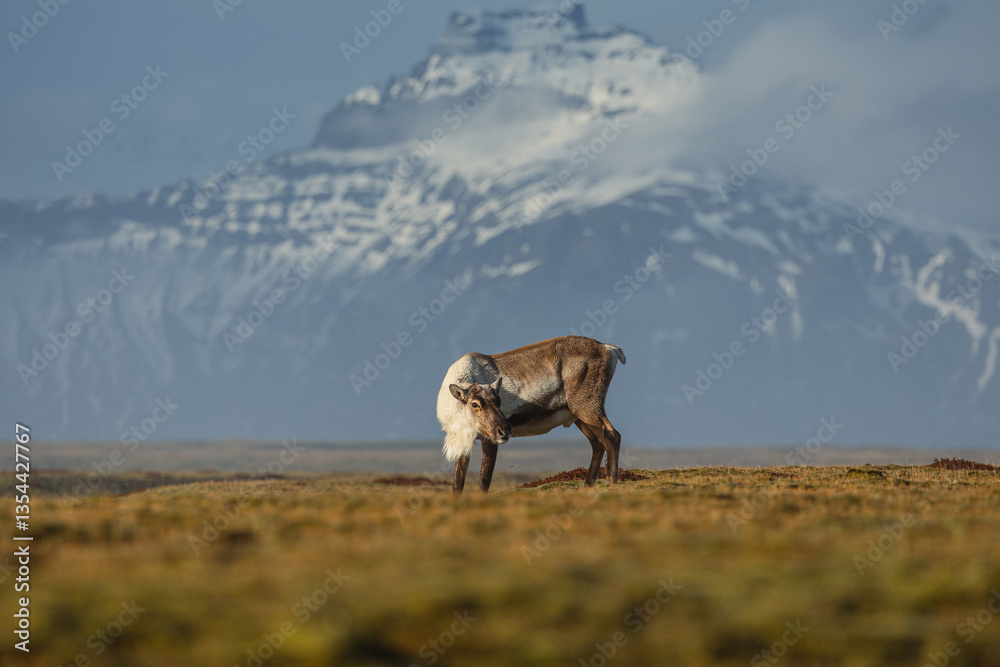 Reindeer against the stunning Icelandic landscape, captured in beautiful light. Their silhouettes contrast with the rugged terrain, creating a wild and serene scene.