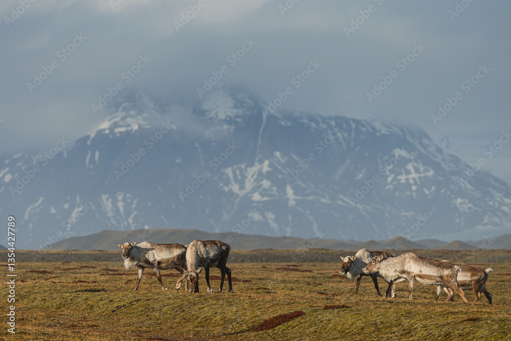 Reindeer against the stunning Icelandic landscape, captured in beautiful light. Their silhouettes contrast with the rugged terrain, creating a wild and serene scene.