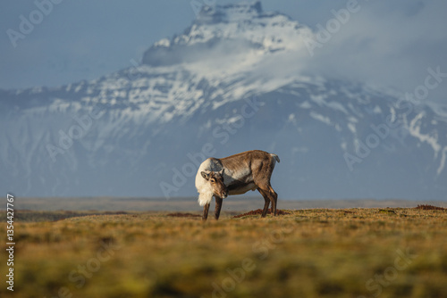 Obraz na płótnie Reindeer against the stunning Icelandic landscape, captured in beautiful light. Their silhouettes contrast with the rugged terrain, creating a wild and serene scene. w salonie