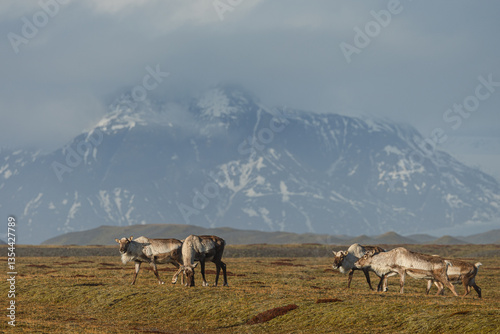 Reindeer against the stunning Icelandic landscape, captured in beautiful light. Their silhouettes contrast with the rugged terrain, creating a wild and serene scene.