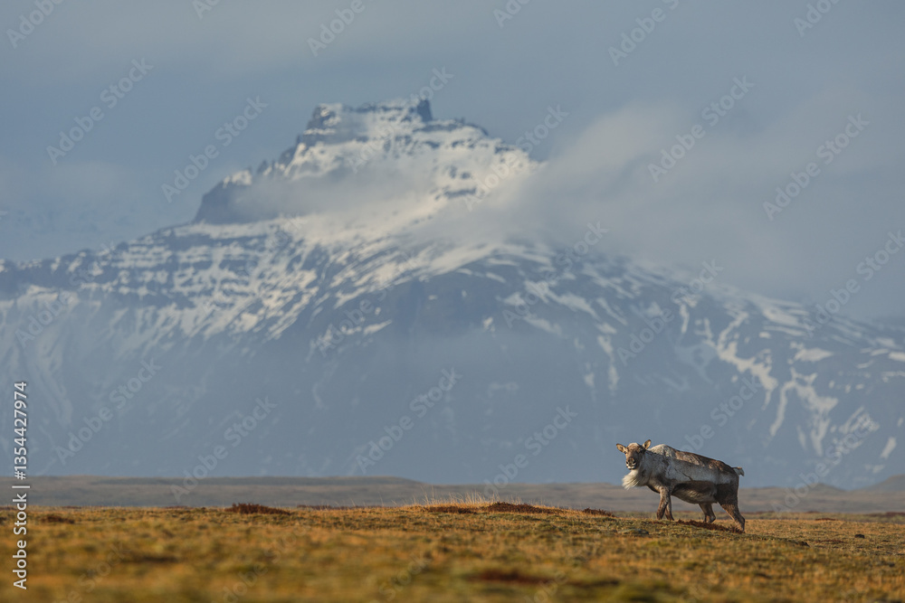 Reindeer against the stunning Icelandic landscape, captured in beautiful light. Their silhouettes contrast with the rugged terrain, creating a wild and serene scene.