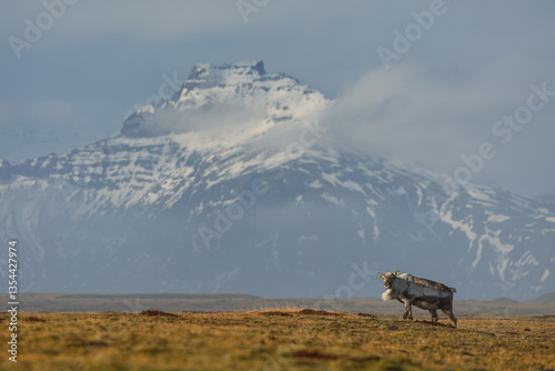 Obraz na płótnie Reindeer against the stunning Icelandic landscape, captured in beautiful light. Their silhouettes contrast with the rugged terrain, creating a wild and serene scene. w salonie