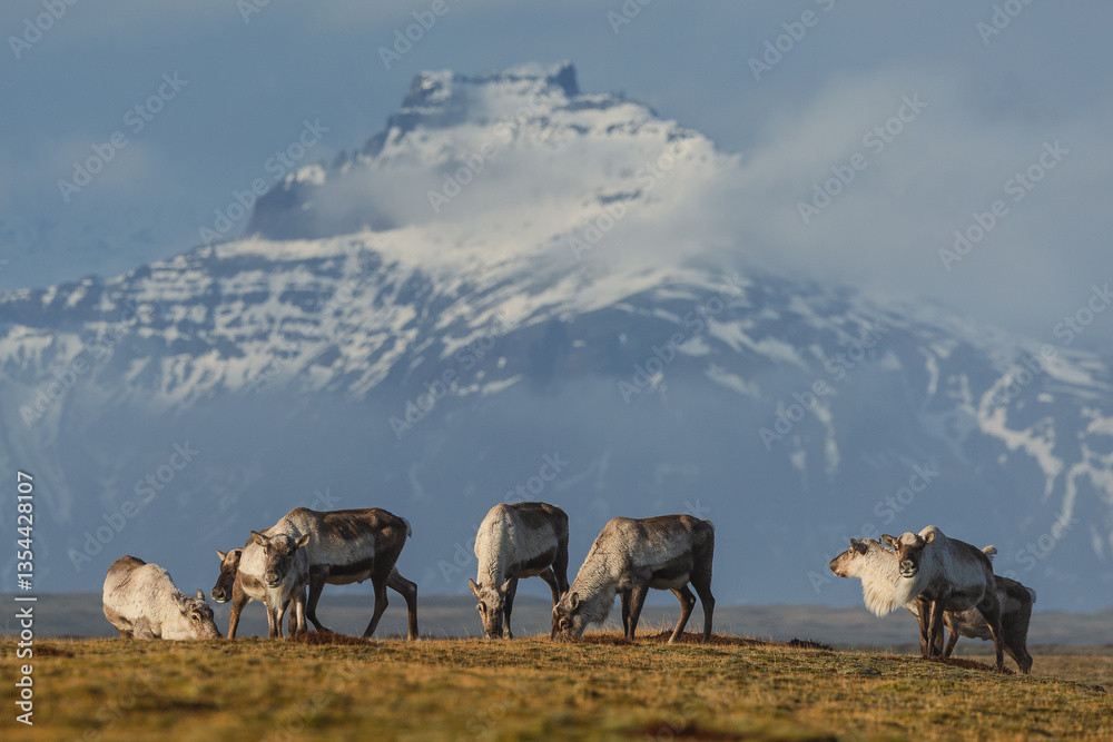 Reindeer against the stunning Icelandic landscape, captured in beautiful light. Their silhouettes contrast with the rugged terrain, creating a wild and serene scene.