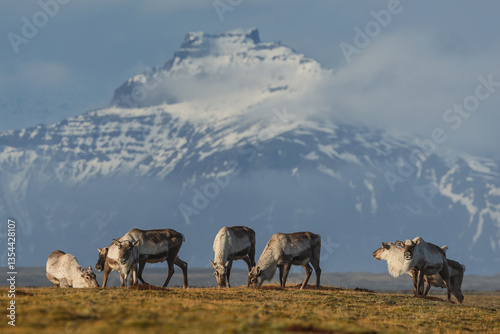 Obraz na płótnie Reindeer against the stunning Icelandic landscape, captured in beautiful light. Their silhouettes contrast with the rugged terrain, creating a wild and serene scene. w salonie