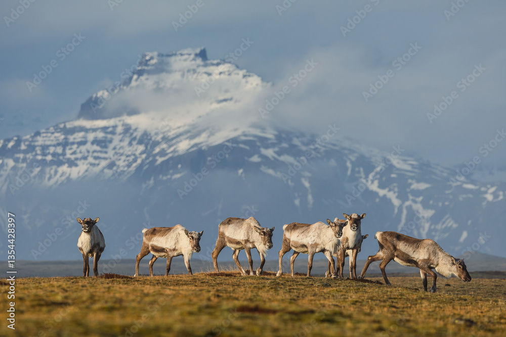 Reindeer against the stunning Icelandic landscape, captured in beautiful light. Their silhouettes contrast with the rugged terrain, creating a wild and serene scene.