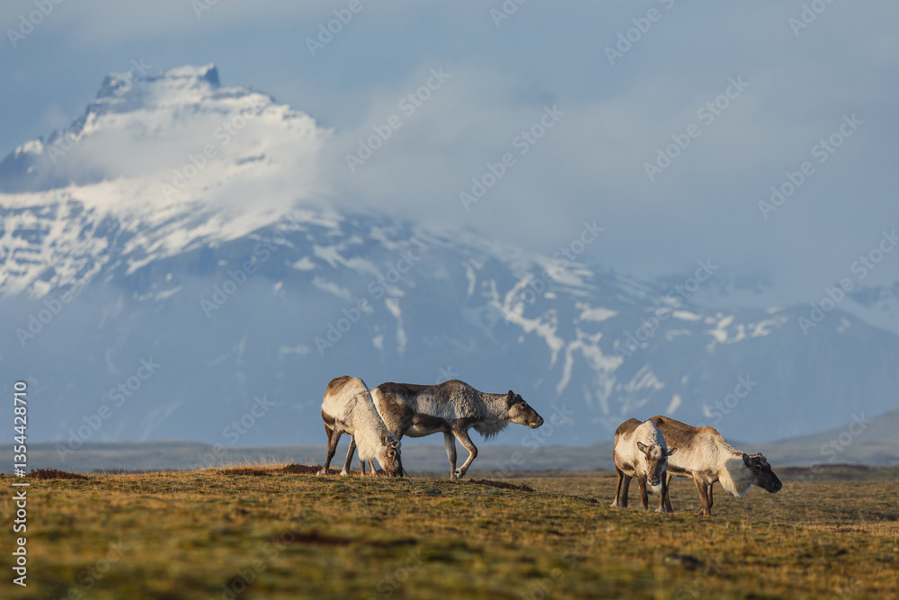 Reindeer against the stunning Icelandic landscape, captured in beautiful light. Their silhouettes contrast with the rugged terrain, creating a wild and serene scene.