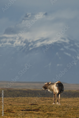 Obraz na płótnie Reindeer against the stunning Icelandic landscape, captured in beautiful light. Their silhouettes contrast with the rugged terrain, creating a wild and serene scene. w salonie
