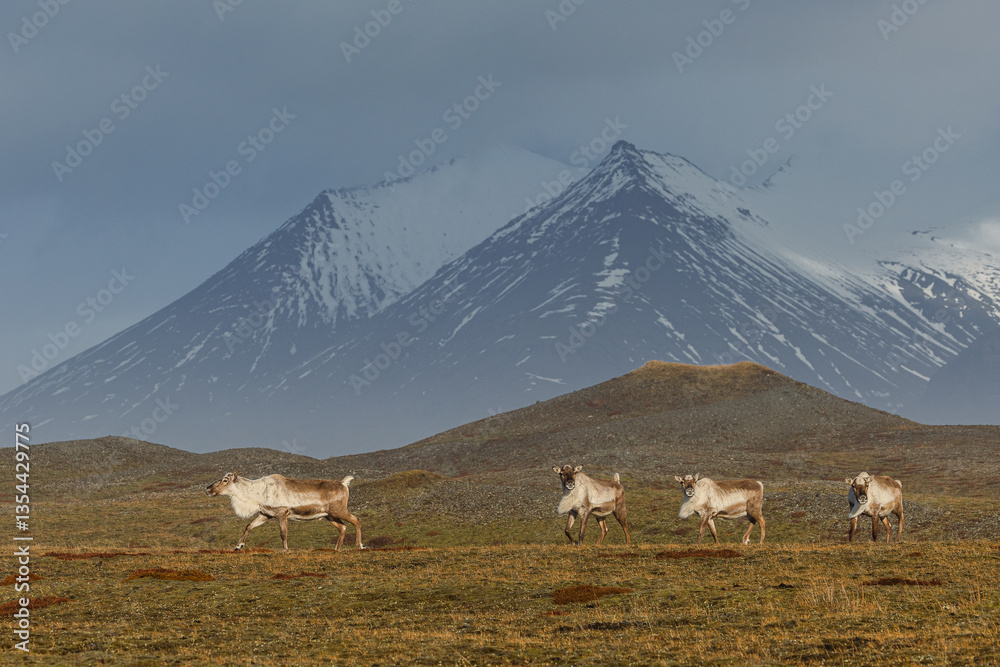 Reindeer against the stunning Icelandic landscape, captured in beautiful light. Their silhouettes contrast with the rugged terrain, creating a wild and serene scene.