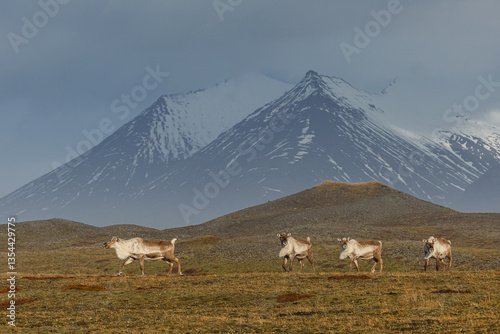 Obraz na płótnie Reindeer against the stunning Icelandic landscape, captured in beautiful light. Their silhouettes contrast with the rugged terrain, creating a wild and serene scene. w salonie