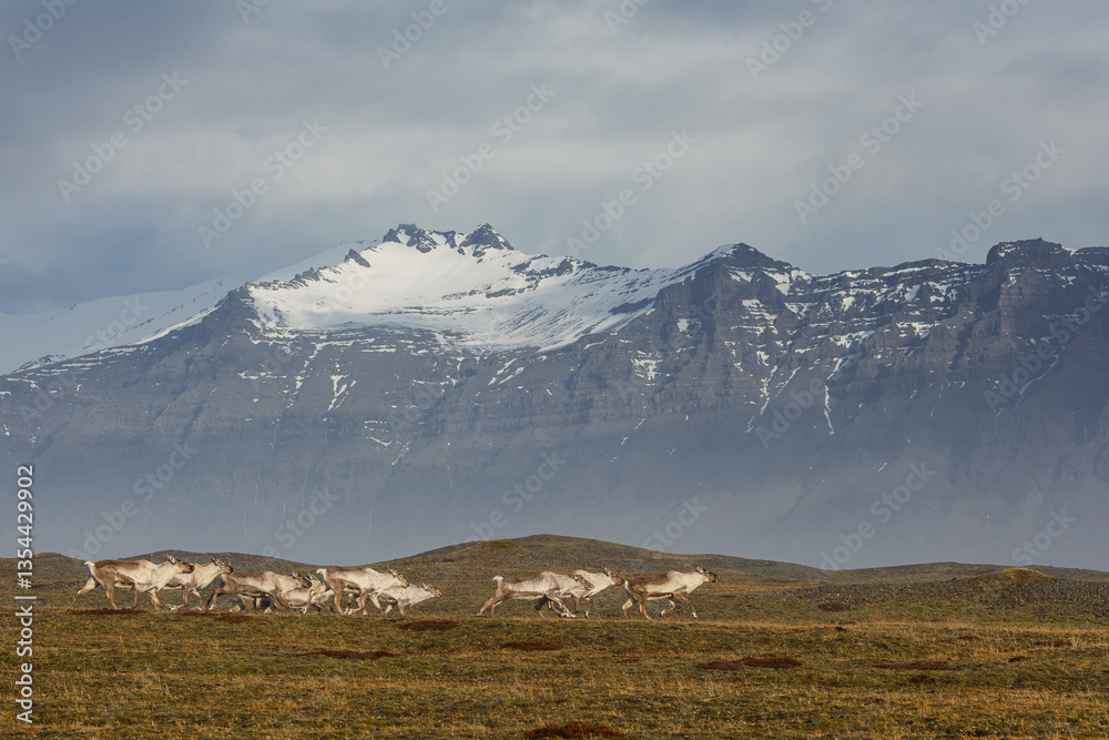 Reindeer against the stunning Icelandic landscape, captured in beautiful light. Their silhouettes contrast with the rugged terrain, creating a wild and serene scene.