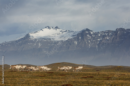 Reindeer against the stunning Icelandic landscape, captured in beautiful light. Their silhouettes contrast with the rugged terrain, creating a wild and serene scene.