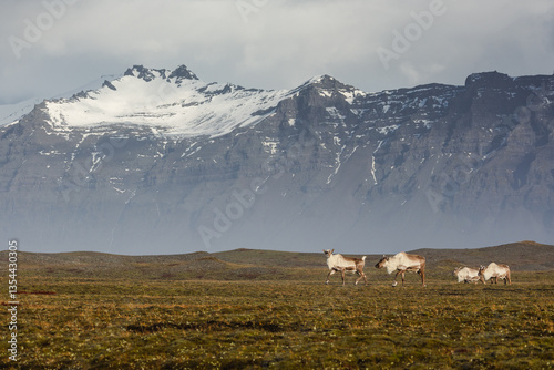 Obraz na płótnie Reindeer against the stunning Icelandic landscape, captured in beautiful light. Their silhouettes contrast with the rugged terrain, creating a wild and serene scene. w salonie