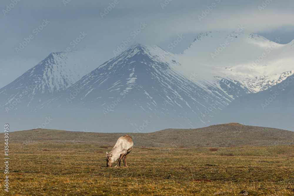 Reindeer against the stunning Icelandic landscape, captured in beautiful light. Their silhouettes contrast with the rugged terrain, creating a wild and serene scene.