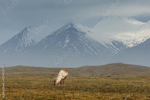 Obraz na płótnie Reindeer against the stunning Icelandic landscape, captured in beautiful light. Their silhouettes contrast with the rugged terrain, creating a wild and serene scene. w salonie