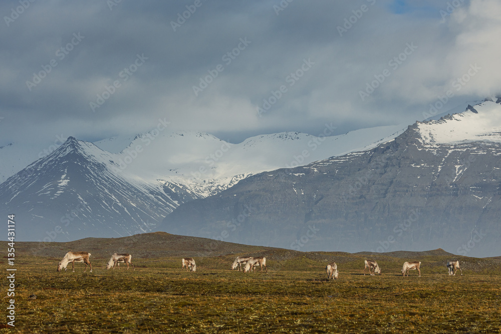 Reindeer against the stunning Icelandic landscape, captured in beautiful light. Their silhouettes contrast with the rugged terrain, creating a wild and serene scene.