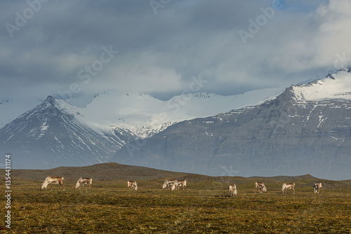Obraz na płótnie Reindeer against the stunning Icelandic landscape, captured in beautiful light. Their silhouettes contrast with the rugged terrain, creating a wild and serene scene. w salonie