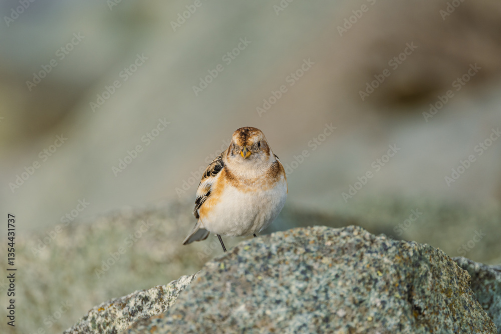 Various birds in Iceland's wild landscapes, soaring over rugged cliffs and icy waters. A paradise for birdwatchers and nature lovers, showcasing Arctic wildlife in its natural habitat.