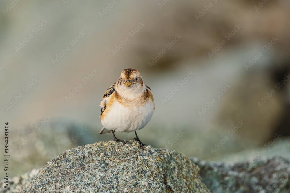 Various birds in Iceland's wild landscapes, soaring over rugged cliffs and icy waters. A paradise for birdwatchers and nature lovers, showcasing Arctic wildlife in its natural habitat.