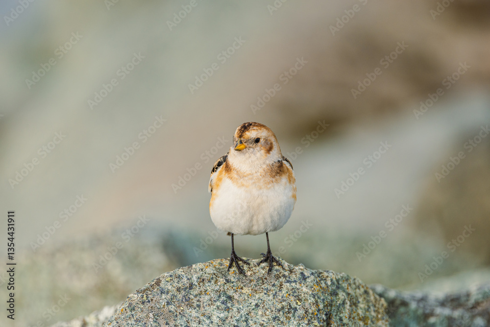 Various birds in Iceland's wild landscapes, soaring over rugged cliffs and icy waters. A paradise for birdwatchers and nature lovers, showcasing Arctic wildlife in its natural habitat.